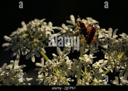 Coléoptères rouges (Rhagonycha fulva) sur une fleur de umbellifer blanche au coucher du soleil en été Banque D'Images