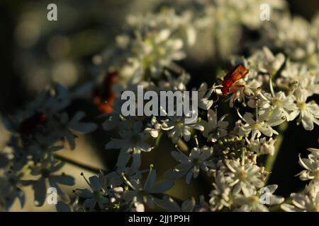 Coléoptères rouges (Rhagonycha fulva) sur une fleur de umbellifer blanche au coucher du soleil en été Banque D'Images