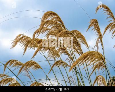 Les têtes hautes de graines Cortaderia selloana communément connu comme l'herbe de Pampas vu contre un ciel bleu Banque D'Images