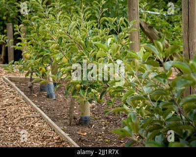 Pommes à cordon horizontal formées, communément appelées pommes à vapeur, poussant dans un jardin britannique Banque D'Images