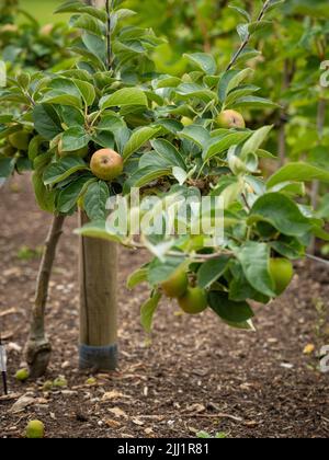 Pommes à cordon horizontal formées, communément appelées pommes à vapeur, poussant dans un jardin britannique Banque D'Images