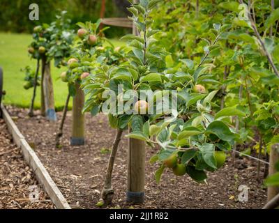 Pommes à cordon horizontal formées, communément appelées pommes à vapeur, poussant dans un jardin britannique Banque D'Images