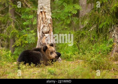 Gros plan d'un mignon ourson brun eurasien dans une forêt en automne, Finlande. Banque D'Images