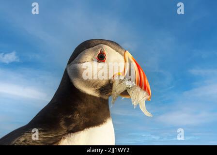 Portrait de macareux de l'Atlantique avec des anguilles de sable dans le bec contre le ciel bleu, Écosse, Royaume-Uni. Banque D'Images