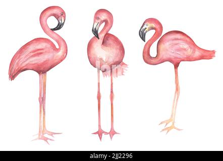 Jeu de pièces de flamants à la main aquarelle. Illustration de grands oiseaux exotiques roses. Banque D'Images