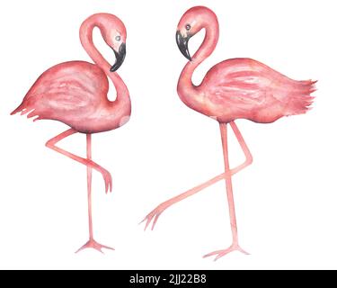 Jeu de pièces de flamants à la main aquarelle. Illustration de grands oiseaux exotiques roses. Banque D'Images