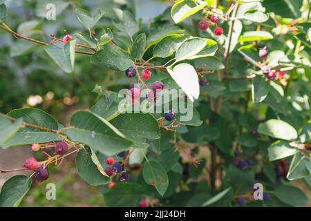 Saskatoon pacific serviceberry mûrissant des fruits, des serviceberries vertes et pourpres Banque D'Images