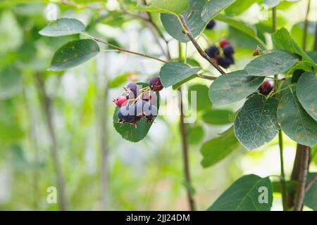 Saskatoon pacific serviceberry mûrissant des fruits, des serviceberries vertes et pourpres Banque D'Images