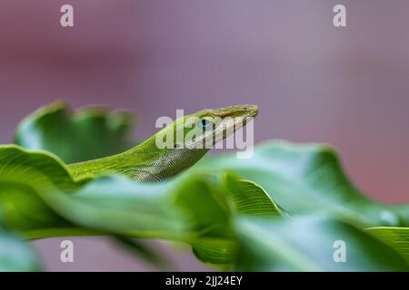 Photo macro d'une anole verte sur une feuille fraîche à la lumière du jour avec un arrière-plan rose flou Banque D'Images