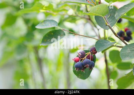 Saskatoon pacific serviceberry mûrissant des fruits, des serviceberries vertes et pourpres Banque D'Images