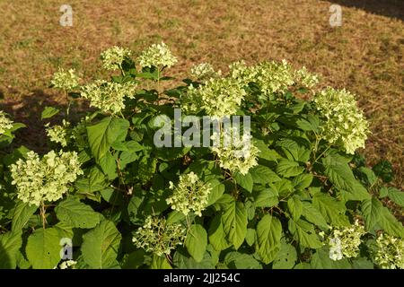 Arbuste d'Hydrangea arborescens en fleur Banque D'Images