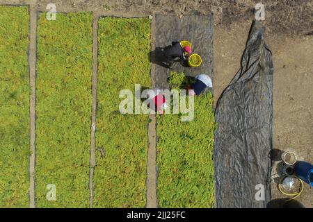 Séchage de raisins de vin doux sous le soleil chaud, industrie des raisins secs Banque D'Images