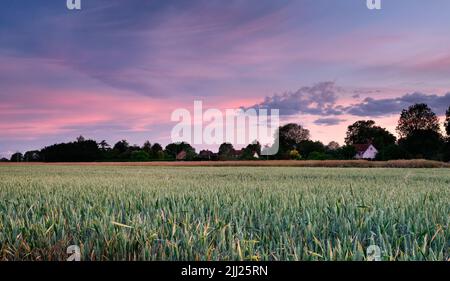 Coucher de soleil sur le champ de maïs Suffolk Banque D'Images