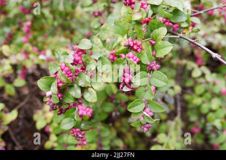 Branche de Symphoricarpos orbiculatus rapprochée Banque D'Images