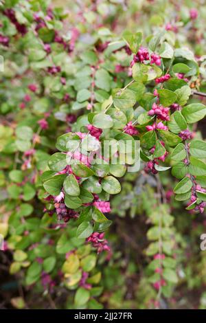 Branche de Symphoricarpos orbiculatus rapprochée Banque D'Images