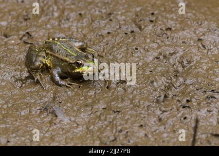 Grenouille de marais (rana ridibunda) sur le lit de bassin qui sèche, corps vert avec des taches sombres et des marques vertes plus claires, yeux proches les uns des autres et museau pointu Banque D'Images