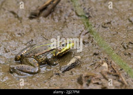 Grenouille de marais (rana ridibunda) sur le lit de bassin qui sèche, corps vert avec des taches sombres et des marques vertes plus claires, yeux proches les uns des autres et museau pointu Banque D'Images