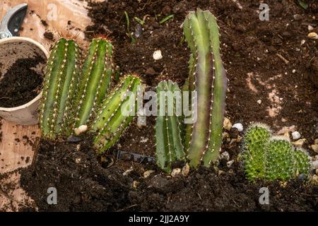 Plusieurs cactus sur une feuille de plastique avec leurs boules de racine prêtes à être transplantées en pots de couleur et pierres décoratives Banque D'Images