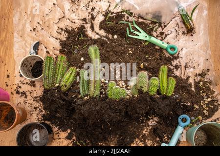 Plusieurs cactus dans une feuille de plastique avec leurs boules de racine prêtes à être transplantées en pots de couleur et pierres décoratives et outils de jardin Banque D'Images