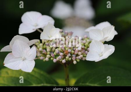 Hortensia macrophylla vague blanche Banque D'Images