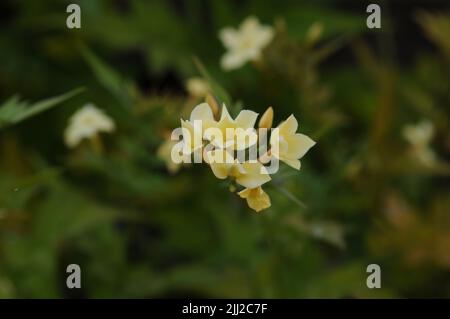 Crème caillée au jasminium officinale Banque D'Images