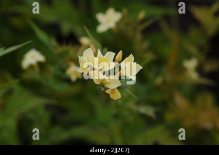 Crème caillée au jasminium officinale Banque D'Images