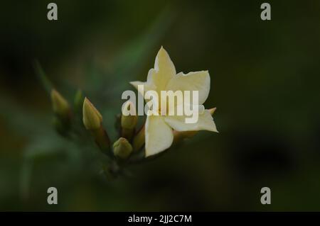 Crème caillée au jasminium officinale Banque D'Images