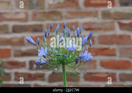 Agapanthus Lily Blue Globe Flowerhead Banque D'Images