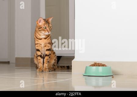 Le chat Bengale peeks autour du coin, regarde un bol de nourriture, contre le fond de la pièce. Copier l'espace. Banque D'Images