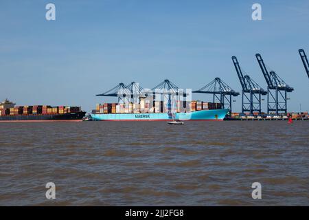 Petit yacht volant spinnaker aux côtés de Eleonora marsk et msc veracruz laissant Felixstowe docks Suffolk Angleterre Banque D'Images