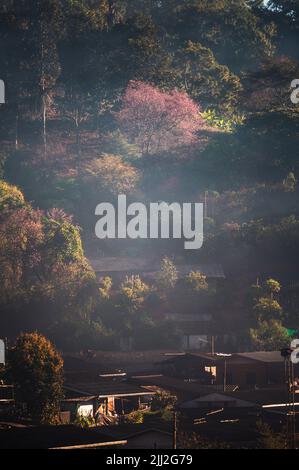 Magnifique cerisier de l'Himalaya sauvage fleuri avec de la brume dans le village local le matin Banque D'Images