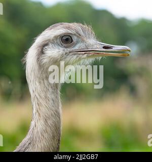 Une plus grande Rhea Banque D'Images