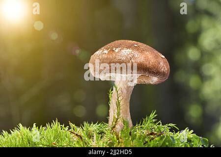 champignons poussant dans un fond de forêt de mousse. Banque D'Images