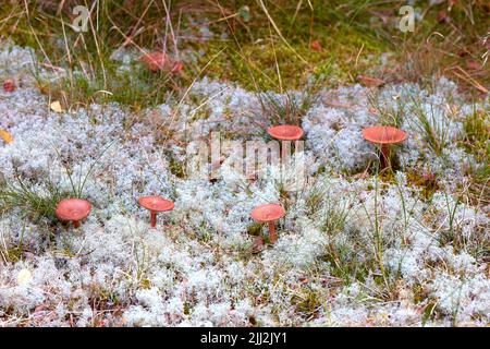 Mon jardin. Survoler le champignon rouge agarique qui pousse dans la nature en hiver. Groupe de champignons toxiques exotiques qui craque dans un champ herbacé. Toxique Banque D'Images