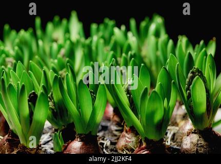 De nombreuses plantes herbacées vertes communes de jacinthe isolées sur fond sombre. Gros plan de fleurs ornementales à base de plantes qui poussent dans des jardins, des parcs ou des cours à l'intérieur Banque D'Images