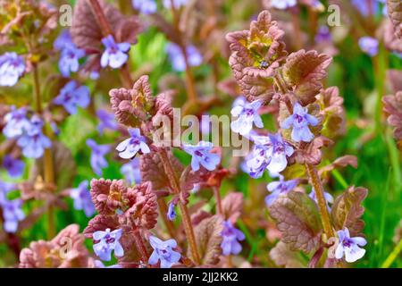 Ivy de terre (glechoma hederacea), gros plan se concentrant sur une seule plante à fleurs de beaucoup. Banque D'Images