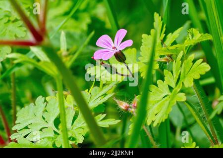 Herb Robert (géranium robertianum), gros plan d'une seule fleur de la petite plante boisée qui pousse à travers la sous-croissance environnante. Banque D'Images