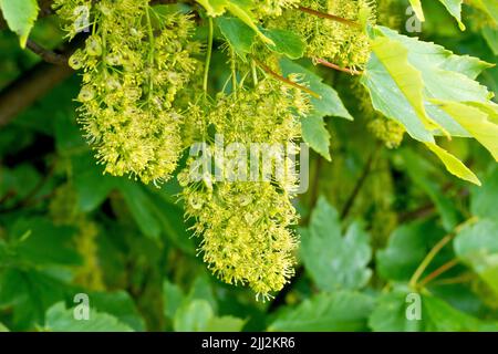 Sycamore (acer pseudoplatanus), gros plan montrant un jet de fleurs accrochées sous les feuilles de l'arbre. Banque D'Images