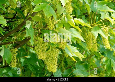 Sycamore (acer pseudoplatanus), gros plan montrant l'arbre en fleur au printemps. Banque D'Images