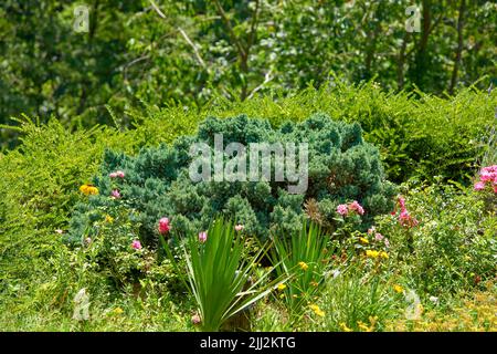 Magnifique paysage vert avec des arbustes, des arbres et des fleurs dans la nature. Gros plan de l'herbe et des plantes en croissance en été avec un fond de forêt. A Banque D'Images