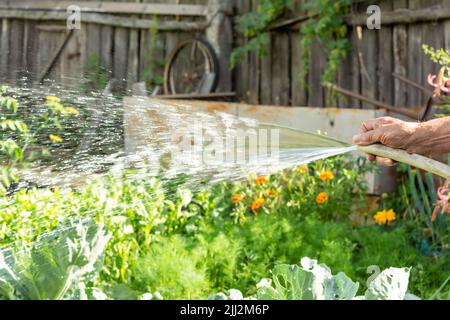 Jardinier tenant le pulvérisateur à main et les plantes d'arrosage dans le jardin. Banque D'Images