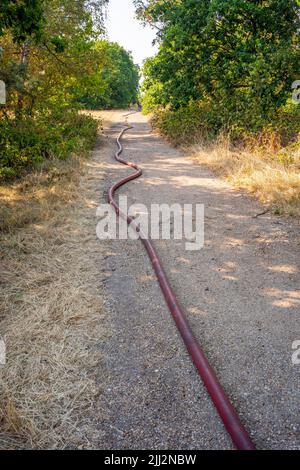 Une série de feux de forêt éclate à travers l'Angleterre alors que la vague de chaleur intense atteint des niveaux records. Les pompiers ont été appelés juste après midi pour assister à un incendie dans les bois de Shirley Hills Woods, l'un des plus grands parcs de Londres à Croydon. Bien que personne n'ait été blessé, il a exigé quatre pompiers et plus de 25 pompiers pour maîtriser l'incendie. Banque D'Images