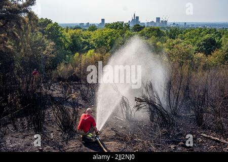 Une série de feux de forêt éclate à travers l'Angleterre alors que la vague de chaleur intense atteint des niveaux records. Les pompiers ont été appelés juste après midi pour assister à un incendie dans les bois de Shirley Hills Woods, l'un des plus grands parcs de Londres à Croydon. Bien que personne n'ait été blessé, il a exigé quatre pompiers et plus de 25 pompiers pour maîtriser l'incendie. Banque D'Images