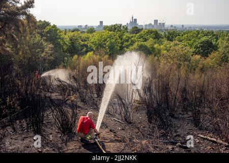 Une série de feux de forêt éclate à travers l'Angleterre alors que la vague de chaleur intense atteint des niveaux records. Les pompiers ont été appelés juste après midi pour assister à un incendie dans les bois de Shirley Hills Woods, l'un des plus grands parcs de Londres à Croydon. Bien que personne n'ait été blessé, il a exigé quatre pompiers et plus de 25 pompiers pour maîtriser l'incendie. Banque D'Images