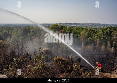 Une série de feux de forêt éclate à travers l'Angleterre alors que la vague de chaleur intense atteint des niveaux records. Les pompiers ont été appelés juste après midi pour assister à un incendie dans les bois de Shirley Hills Woods, l'un des plus grands parcs de Londres à Croydon. Bien que personne n'ait été blessé, il a exigé quatre pompiers et plus de 25 pompiers pour maîtriser l'incendie. Banque D'Images