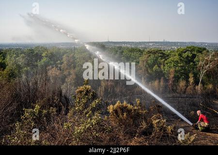 Une série de feux de forêt éclate à travers l'Angleterre alors que la vague de chaleur intense atteint des niveaux records. Les pompiers ont été appelés juste après midi pour assister à un incendie dans les bois de Shirley Hills Woods, l'un des plus grands parcs de Londres à Croydon. Bien que personne n'ait été blessé, il a exigé quatre pompiers et plus de 25 pompiers pour maîtriser l'incendie. Banque D'Images