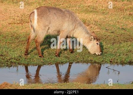 Alimentation en buck femelle (Kobus ellipsiprymnus), Parc national Kruger, Afrique du Sud Banque D'Images