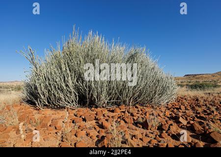 Un laiteux de Damara (Euphorbia damarana) en milieu aride, Damaraland, Namibie Banque D'Images