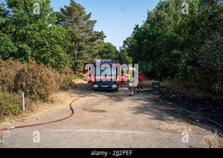 Une série de feux de forêt éclate à travers l'Angleterre alors que la vague de chaleur intense atteint des niveaux records. Les pompiers ont été appelés juste après midi pour assister à un incendie dans les bois de Shirley Hills Woods, l'un des plus grands parcs de Londres à Croydon. Bien que personne n'ait été blessé, il a exigé quatre pompiers et plus de 25 pompiers pour maîtriser l'incendie. Banque D'Images