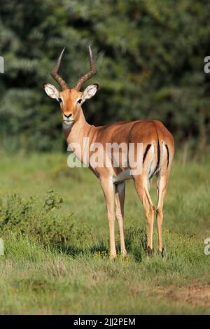 L'antilope de l'impala mâle (Aepyceros melampus) dans l'habitat naturel, en Afrique du Sud Banque D'Images